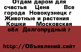 Отдам даром для счастья. › Цена ­ 1 - Все города, Новокузнецк г. Животные и растения » Кошки   . Московская обл.,Долгопрудный г.